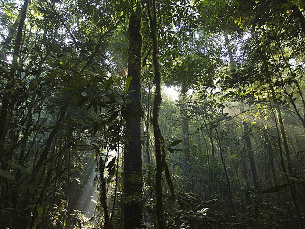 florestaamazonica